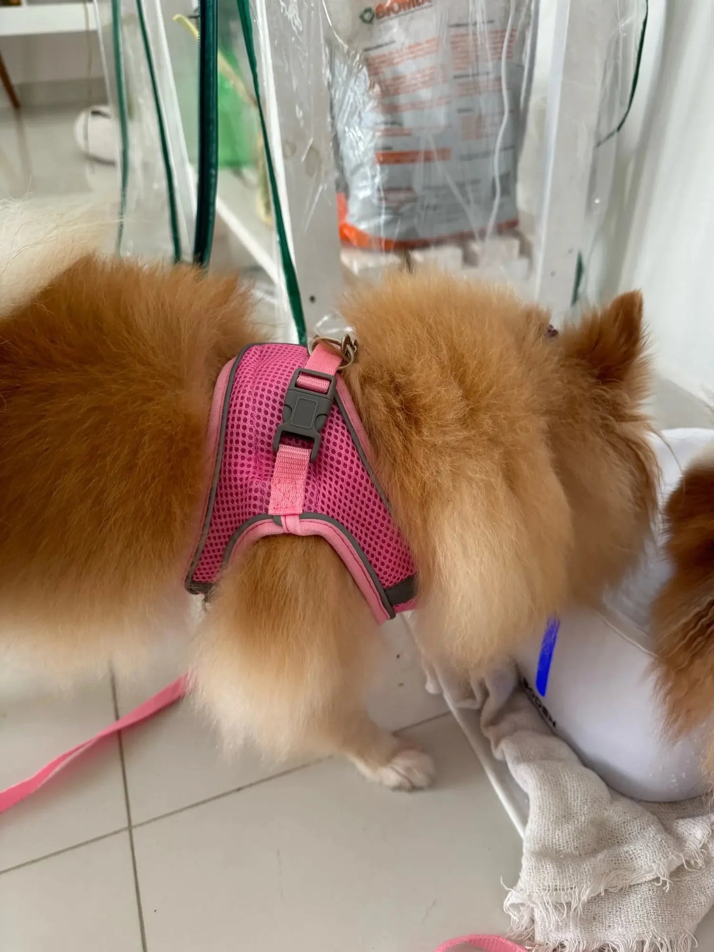 Dog Harness Leash Set – Vest Style for French Bulldog