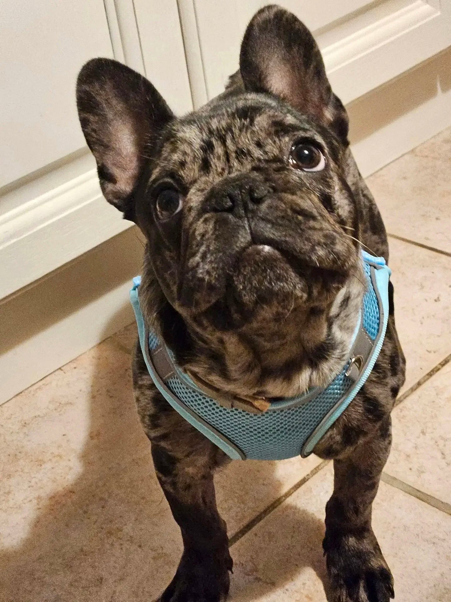 Dog Harness Leash Set – Vest Style for French Bulldog