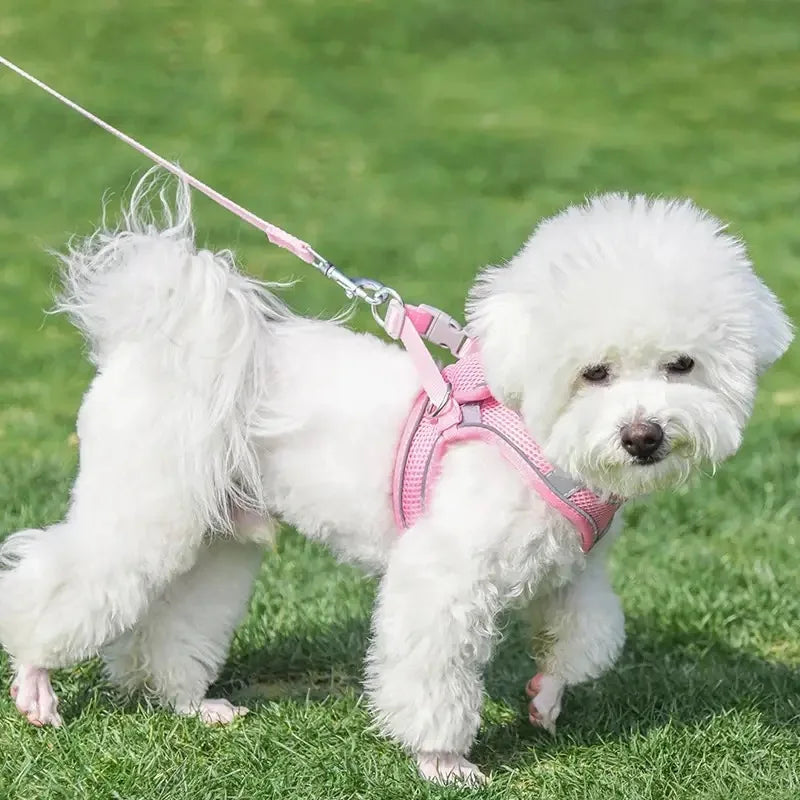 Dog Harness Leash Set – Vest Style for French Bulldog