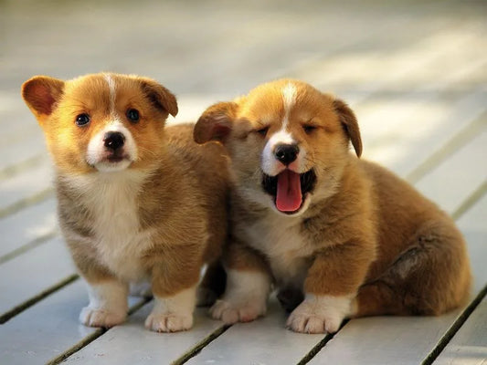10 Common Mistakes First-Time Dog Owners Make