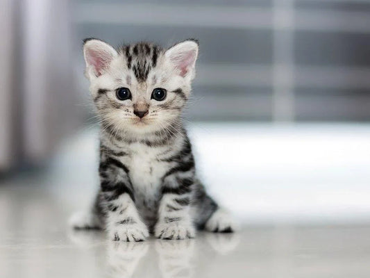 5 Easy Ways to Bond with Your Cat (They're Not That Aloof!)